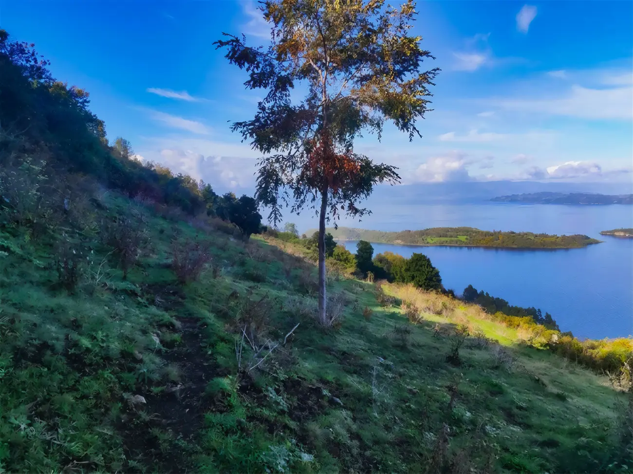 Neya launches new 170-hectare reforestation project in Chile