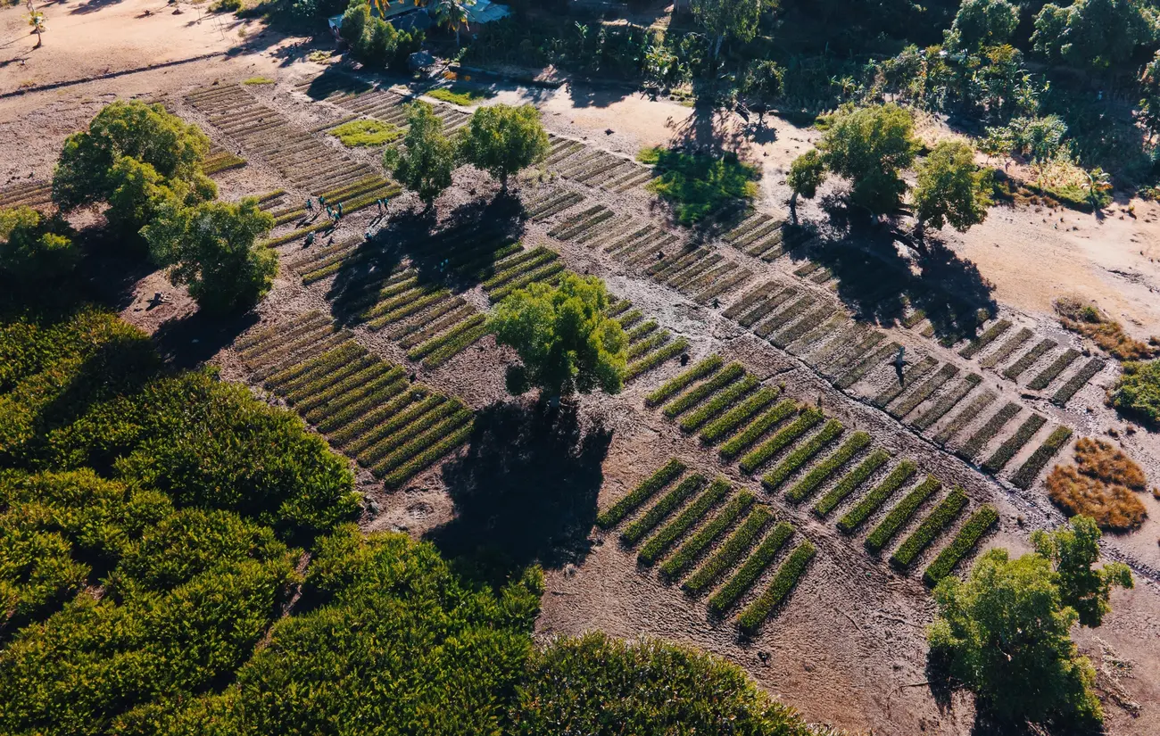 Mangrove nursery in Madagascar